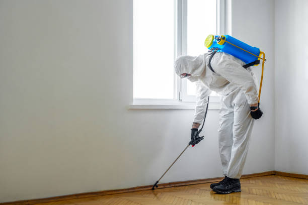Best Spider Control Near Me  in Springfield, VA